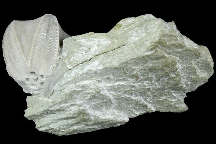 Blastoid (Pentremites) Fossil - Illinois #184107